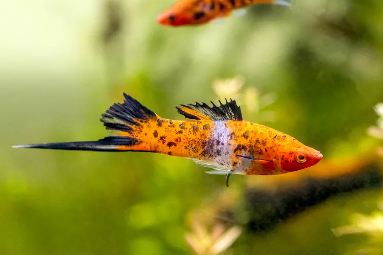 Swordtail